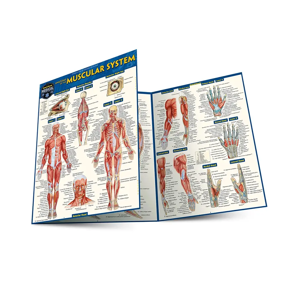 Anatomy of the Muscular System Bar Chart