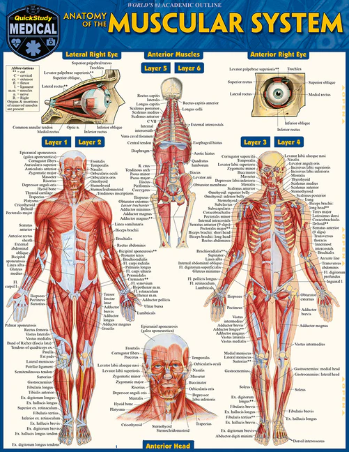 Anatomy of the Muscular System Bar Chart - Image 2