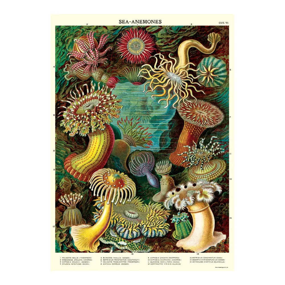 Cavallini & Co. 20" x 28" Sea Anemones Wrap