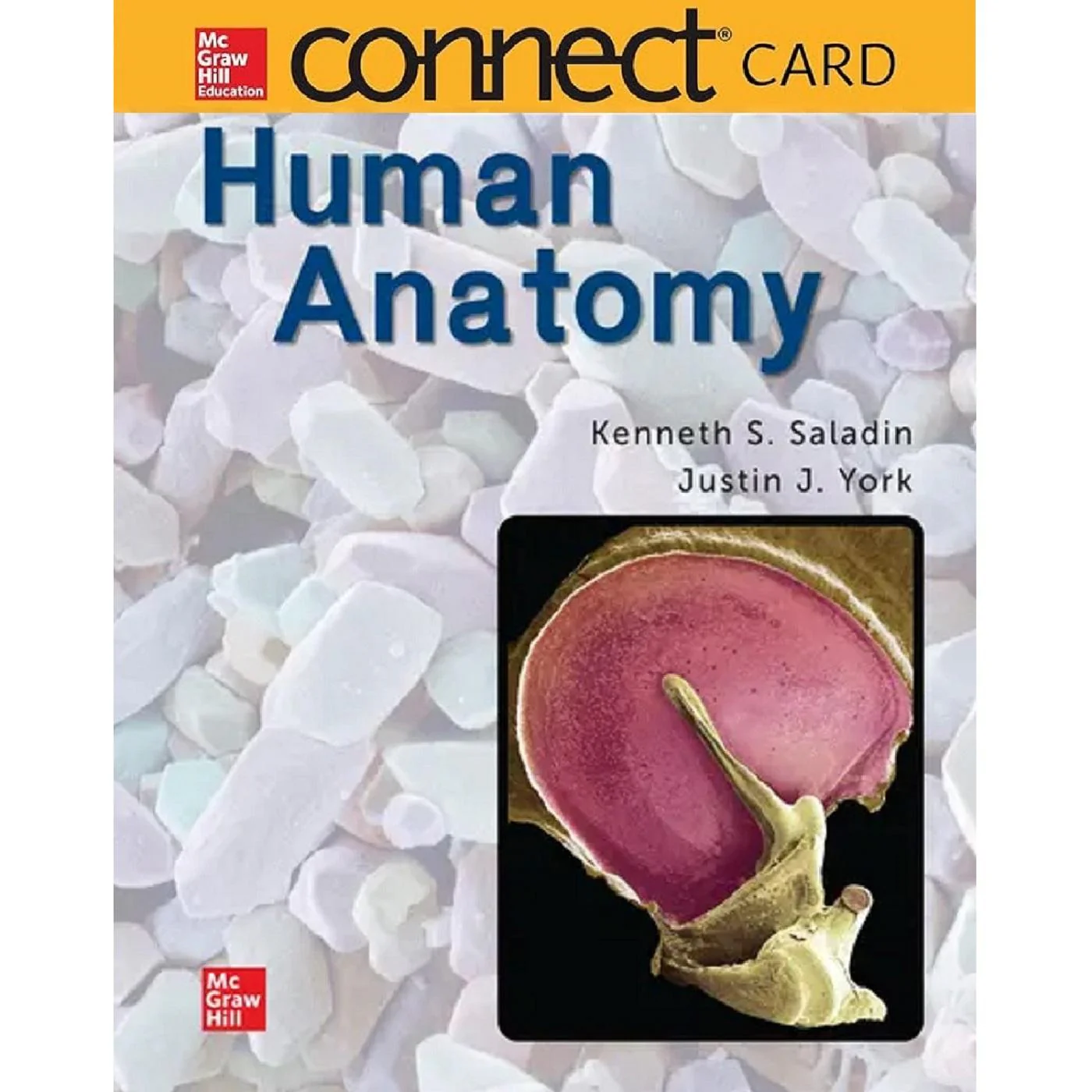 Connect for Human Anatomy (2024 release)