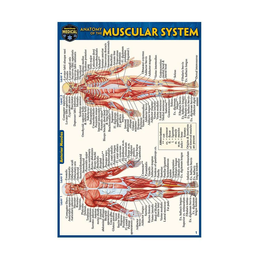 Muscular System Pocket Guide